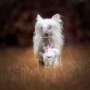 Baoloi the Bushwalker Chinese Crested