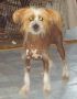 Babylon Red Winged Minerva Chinese Crested