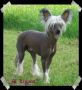 Rimabra's Ghost N Goblin Chinese Crested