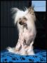 Merricky Gucci White Angel Chinese Crested