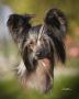 Puffin Black Belt Chinese Crested