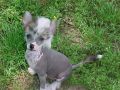 Shanghigh Cruzer Chinese Crested