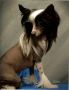 Silver Bluff Lady of Steel Chinese Crested