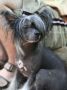 Lyana Buggy Nights Chinese Crested