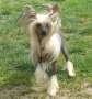 Airin Cool Lady Chinese Crested
