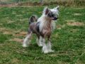 Spiritual Color Me Beautiful Chinese Crested