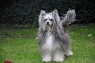 Bahia Dinkey Deluxe Chinese Crested