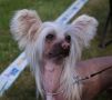 Bai Long's Darling Dynamite Chinese Crested