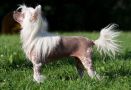 Equiss It's all about me Chinese Crested