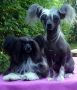 Mirbon's Disa Chinese Crested