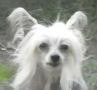 XO Z. Rockette Chinese Crested