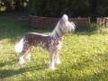Proud Pony Daydream Chinese Crested