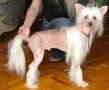 Alka-Trast Epifan Chinese Crested
