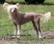Rimabra's Gold Dust Chinese Crested