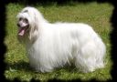 All-day Affair Moravian Crest Chinese Crested
