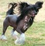 Sun-Hee's Queen of the Dark Chinese Crested