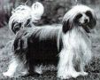 Chefens Mowgli Chinese Crested