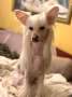 The Beauty Project von Shinbashi Chinese Crested