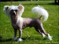 Bai Long's Exhibit E Chinese Crested