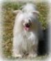 Tournais Rythm And Blues Chinese Crested