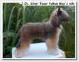 Silver Tauer Vulkan  May's mile Chinese Crested