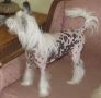 Country's Pixy Stix Chinese Crested