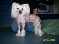 Mocci'z Dalmore Chinese Crested
