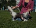 Sunstreaker Hippie Trail Chinese Crested