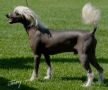 Eugenios Stormy Weather Chinese Crested