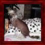 Kotickee Lisa Marie Of Autumn Chinese Crested