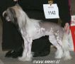 Special Edition See Me Be Flashy Chinese Crested