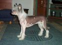 Zhannel's Feels Sooo Good Chinese Crested