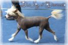 Elixir  King of Diamonds Chinese Crested