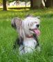 Tosca Rossini Chinese Crested