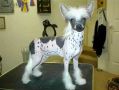 Sundown's Bluprnt For Conlin Chinese Crested