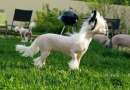 Famrus Miss Dior Chinese Crested