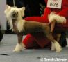 Peppermint Sweet von Shinbashi Chinese Crested