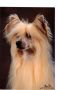 Frendor's Bearlook Holmes Chinese Crested