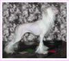 Irgen Gold Paloma Picasso Chinese Crested