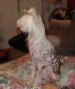 Kalypso's Howe's My Mercedes Chinese Crested