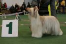 L'Pasodoble Golden Diamond Chinese Crested