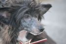 Ketrin Kristol Germiona Chinese Crested