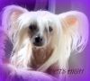Tippytoes Milady De Winter Chinese Crested