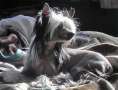Crestars By Dezign HL Chinese Crested