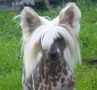 Golden Valley Apple Olis Best In The Vinning Chinese Crested