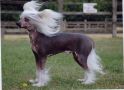 Omegaville Pure Pzazz  1 R CC Chinese Crested