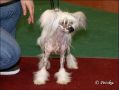 Sparrishoop Like An Angel Chinese Crested