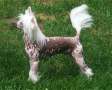 Crestars Pokerface for Mohawk (Imp Can) Chinese Crested