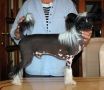Ever Trouble Little Champs Chinese Crested