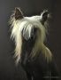 Khphren Little Champs Chinese Crested
